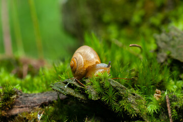 Small air-breathing land snail Succinea putris