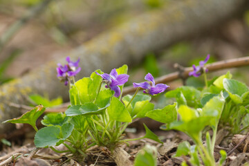 Violets in spring forest. Purple violets (Viola, Viola Odorata) blooming in spring forest.