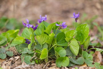 Violets in spring forest. Purple violets (Viola, Viola Odorata) blooming in spring forest.
