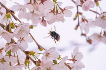 蜜を求めて桜に飛来するマルハナバチ
