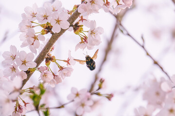 蜜を求めて桜に飛来するマルハナバチ
