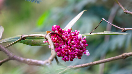 Medinilla speciosa (Parijata, Parijoto, Showy Asian Grapes). The fruit contains significant levels of antioxidants and beta-carotene, so it is believed to increase pregnancy fertility