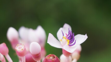 Medinilla speciosa (Parijata, Parijoto, Showy Asian Grapes). The fruit contains significant levels of antioxidants and beta-carotene, so it is believed to increase pregnancy fertility