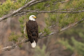 Symbol of a nation, Bald Eagle (Haliaeetus leucocephalus) resting in the spare branches of a green pine tree. Large raptor species with white head and brown body feathers