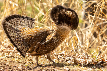 Strutting his stuff, a Male Ruffed Grouse (Bonasa umbellus) displays in a courtship ritual to win over a mate. Tail feathers and ruff are extended as he pursues a female bird to breed with in spring