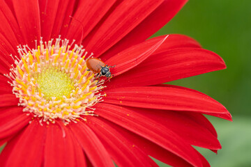 Close-up of ladybug  crawling on colorful red daisy in spring