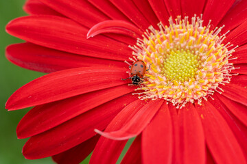 Close-up of ladybug  crawling on colorful red daisy in spring. 