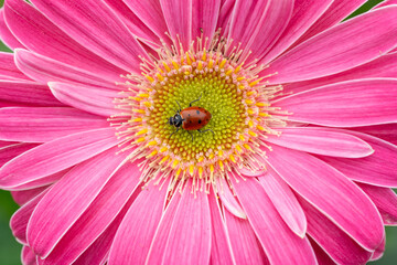 Close-up of ladybug  crawling on colorful pink daisy in spring