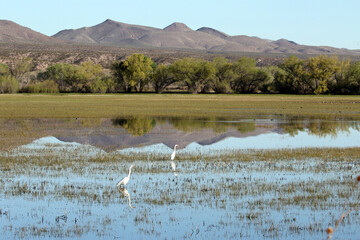 Two Great Egrets hunt amid emergent vegetation in Bosque del Apache National Wildlife Refuge in New Mexico, with beautiful mountain reflections