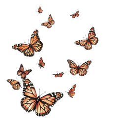 A Set Of Butterflies Flying In Differentisolated on transparent background