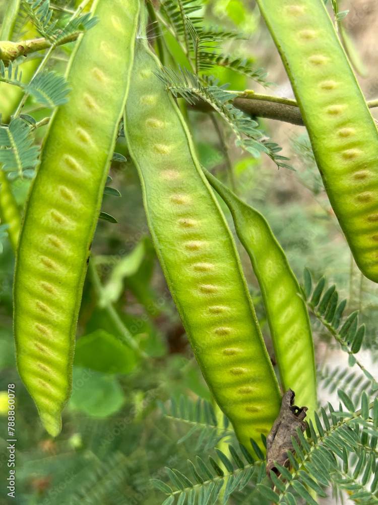 Sticker acacia seeds in nature garden