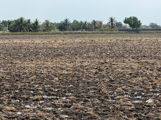 dry rice field with blue cloudy sky background