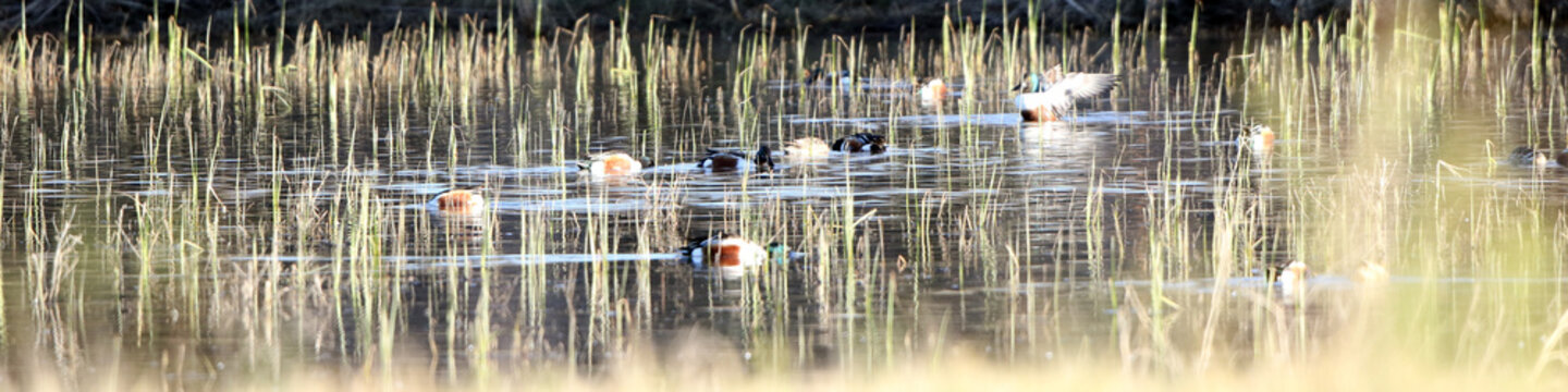 Wide panorama of Northern Shoveler Ducks feeding amid emergent grasses in spring at Bosque del Apache National Wildlife Refuge in New Mexico