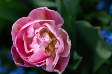 Close-up of a pink tulip flower from above. The petals are half open. The pollen can be seen in the depth. Blurred green leaves and a few blue spots around the tulip.