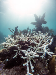 Bleached staghorn coral on Florida reef