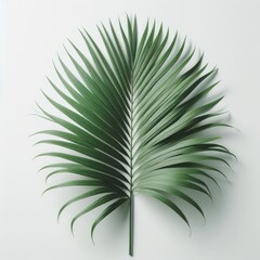 Tropical green palm leaf isolated on a white background