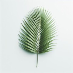 Tropical green palm leaf isolated on a white background