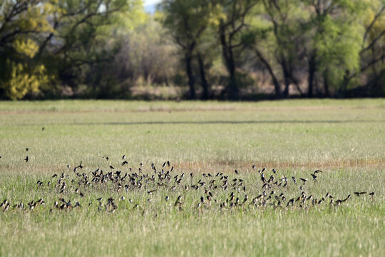 Large flock of Tree Swallows in a wet meadow in early spring at Bosque del Apache National Wildlife Refuge in New Mexico