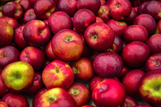 Farm Fresh Fruit and Veggies