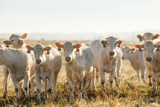 White Charolais cattle on a farm in North Carolina