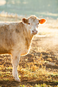 White Charolais cattle on a farm in North Carolina