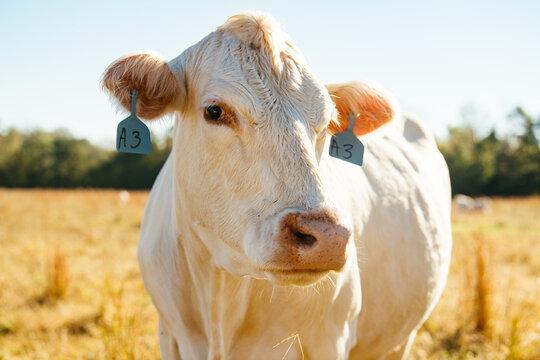 White Charolais cattle on a farm in North Carolina