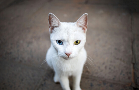 portrait of a white cat with one blue eye and one yellow eye. Cute cat with different colored eyes