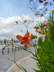 Belamcanda chinensis, Brojo latitude, Jamaka flowers are blooming.