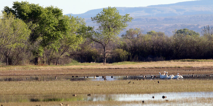 Panoramic view of White Pelicans and other aquatic birds in early spring at Bosque del Apache National Wildlife Refuge in New Mexico