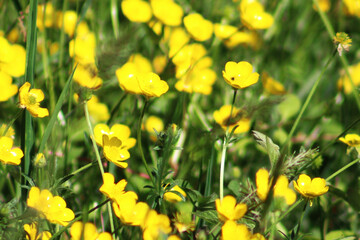 vibrant yellow and green spring meadow
