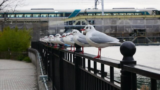 view to group of birds while resting on the rail balcony near the sumida river bank in central of tokyo with background of public metro train crossing the river