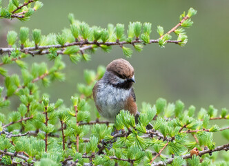 boreal chickadee on a branch