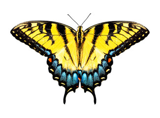 A butterfly with its wings fully spread