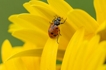 Close-up of Ladybug on Yellow Flower in Spring Garden