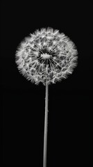 Fototapeta premium dandelion on black