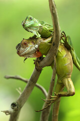 Fototapeta premium iguana, a cute pair of iguanas