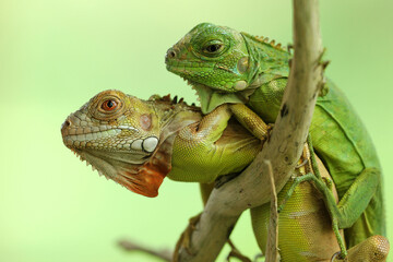 iguana, a cute pair of iguanas