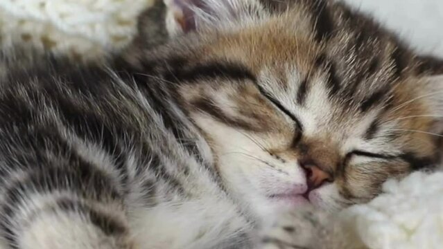 Sleeping beauty cat, close up of a kitten, close up of a cat