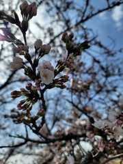 sakura 벚꽃  Cherry blossom