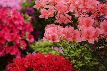 文京つつじまつりのつつじ