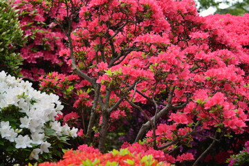 文京つつじまつりのつつじ