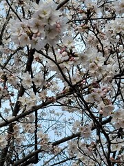 Obraz premium sakura 벚꽃 Cherry blossom