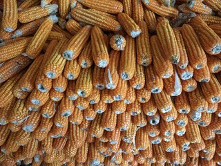 local dried corns