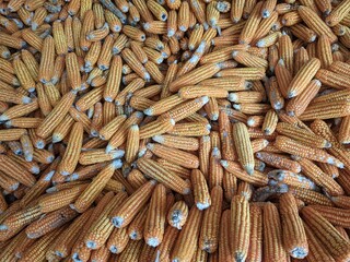 local dried corns