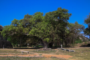 Gigantic Banyan tree in tamil nadu 