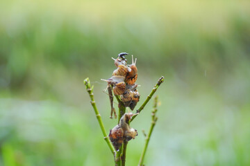 Snails that stick to tree branches during the rainy season.