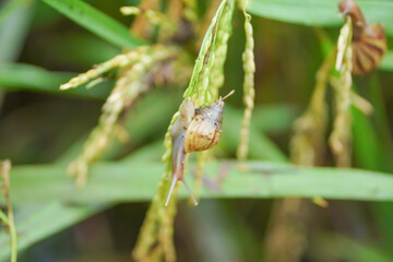 Snails that stick to rice plants during the rainy season.