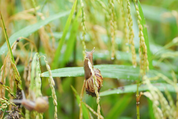 Snails that stick to rice plants during the rainy season.