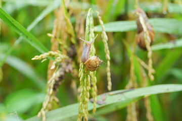 Snails that stick to rice plants during the rainy season.