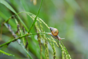 Snails that stick to rice plants during the rainy season.
